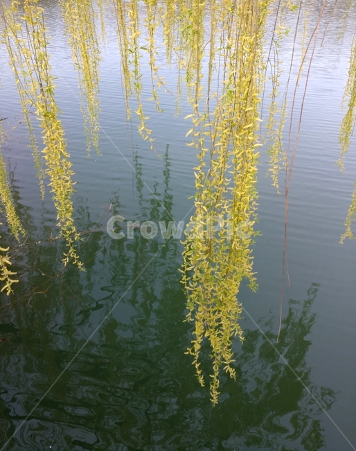 나무,tree,plant,식물,물,water,느티나무,느티나무호수,zelkova