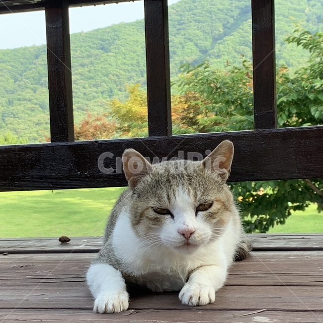 고양이,길냥이,길고양이,동물,귀여움,cat,straycat,meow,animal,cute,cateye