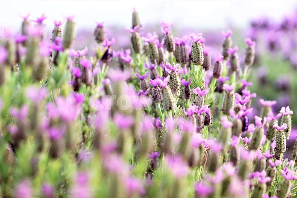 라벤더,꽃,식물,보라색,자연,봄,nature,flower,purple,violet,spring,식물,자연,plants,nature,꽃,flower