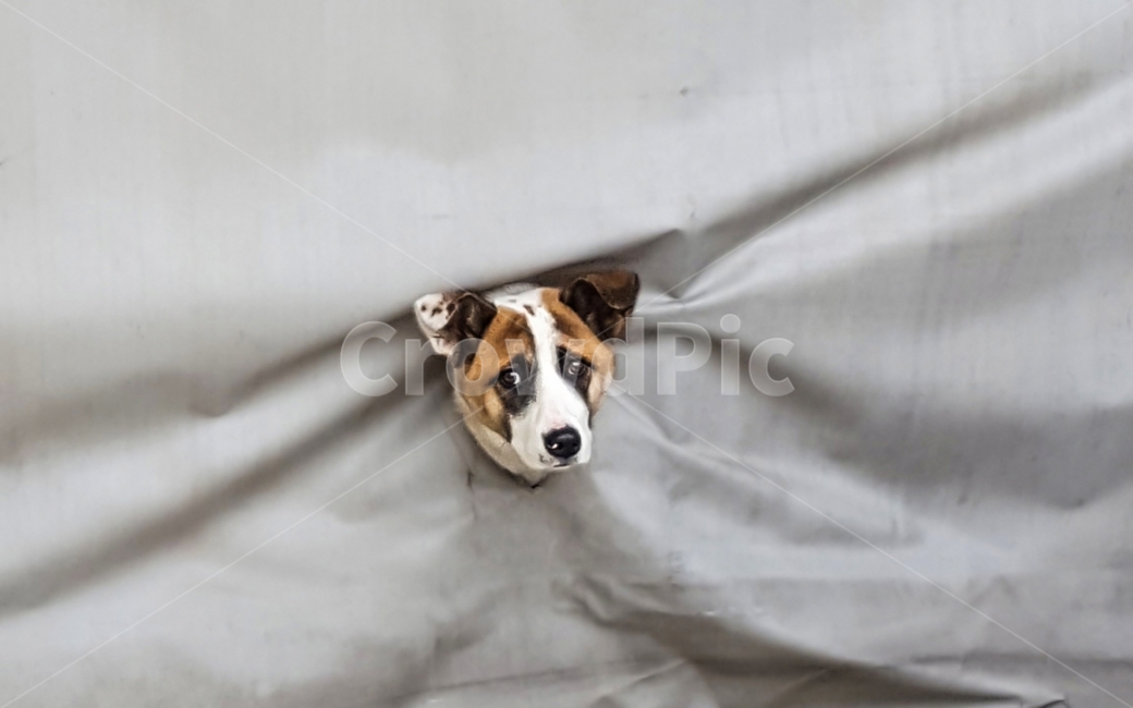개,dog,강아지,애견,동물,animal,장난,kidding,애완견,포유류,동물,animal,포유류,mammal,개,강아지,dog,doggy