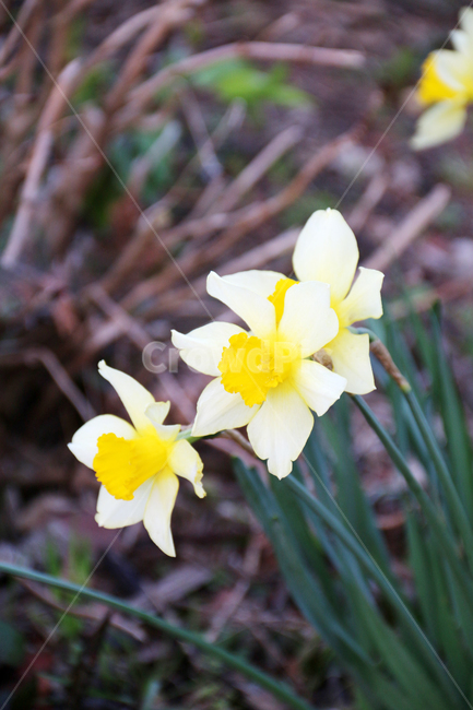 일본,가고시마,꽃,봄,자연,산책,식물,정원,식물,자연,plants,nature,꽃,flower