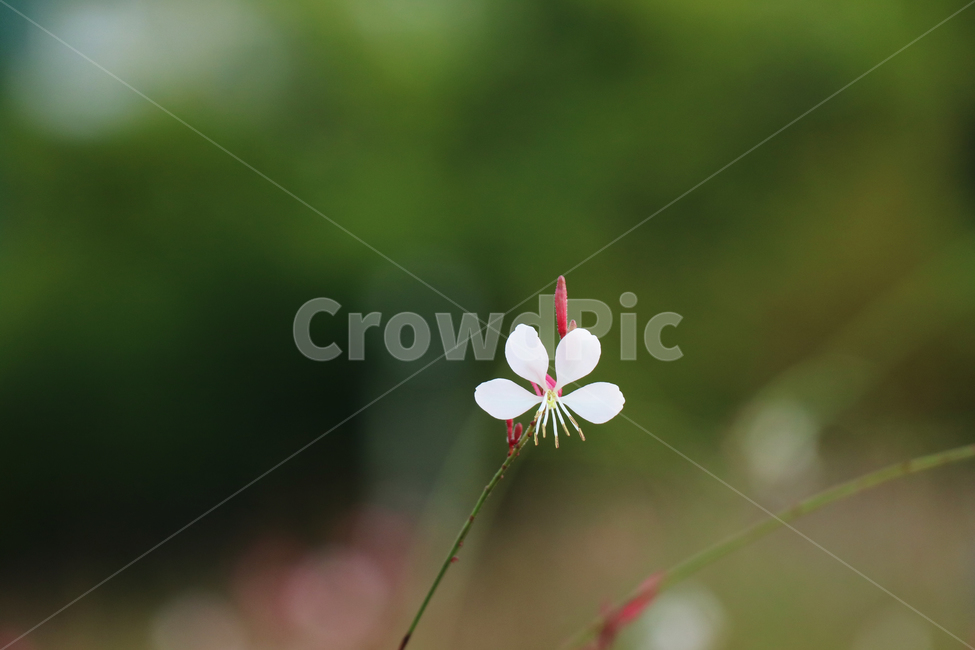 바늘꽃,꽃,한송이,봄,식물,자연,꽃송이,식물,자연,plants,nature,꽃,flower