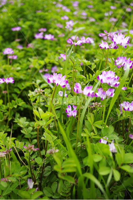 자운영,꽃,flower,계절,봄,spring,꽃밭,식물,plant,식물,자연,plants,nature,꽃,flower