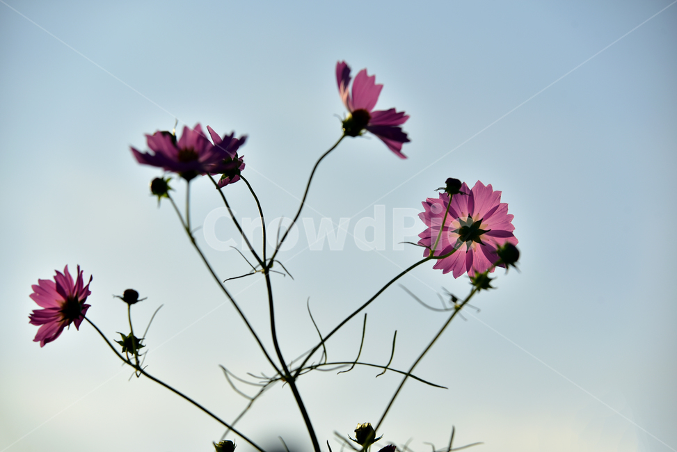 코스모스,코스모스꽃,꽃,가을,가을꽃,꽃받침,하늘,식물,국화과,꽃잎,cosmos,flower,fall,autumn,plant,blossom,flowercup,petal,식물,자연,plants,nature,꽃,flower