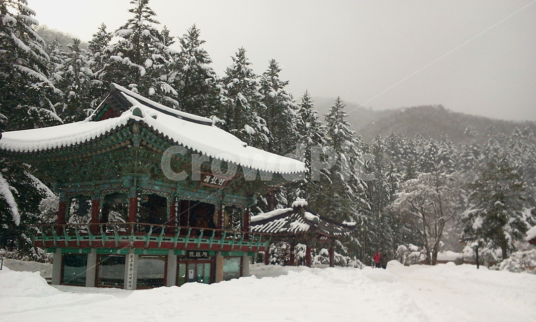 building,건물,tree,나무,전나무,월정사,설경,강원도,겨울,겨울,계절,winter,season,한국전통,한국문화,korean traditional,korean culture,건축물,건물외관,exterior,building,structure,architecture,construction
