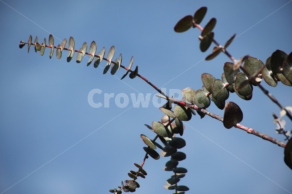 나무,식물,wood,은환엽유카리,eucalyptus,식물,자연,plants,nature