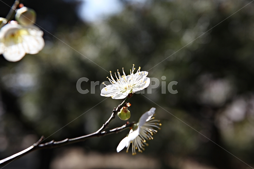 매화,매화꽃,꽃,꽃잎,봄꽃,봄,식물,자연,공원,식물,자연,plants,nature,꽃,flower