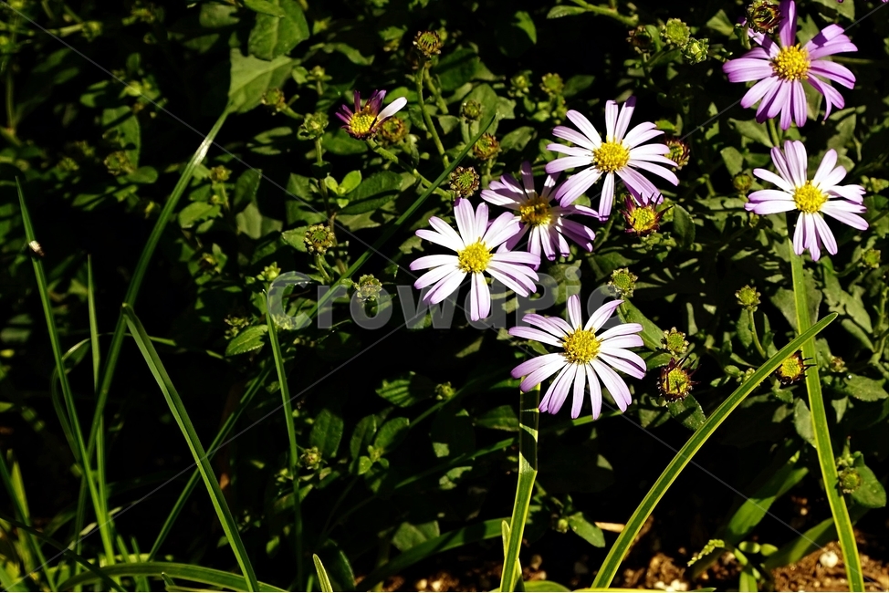 꽃,아름다움,정원,식물,자연,flower,bloom,beauty,plant,nature,식물,자연,plants,nature,꽃,flower