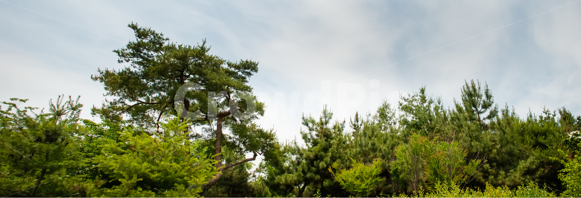 파노라마,소나무,나무,조경,크리스마스,배경,초록,자연,나뭇잎,맑은날,공원,풍경,식물,솔잎,솔방울,솔가지,전나무,하늘,목재,정원,봄,가을,겨울,자연,풍경,nature,landscape,tree,plant,fir