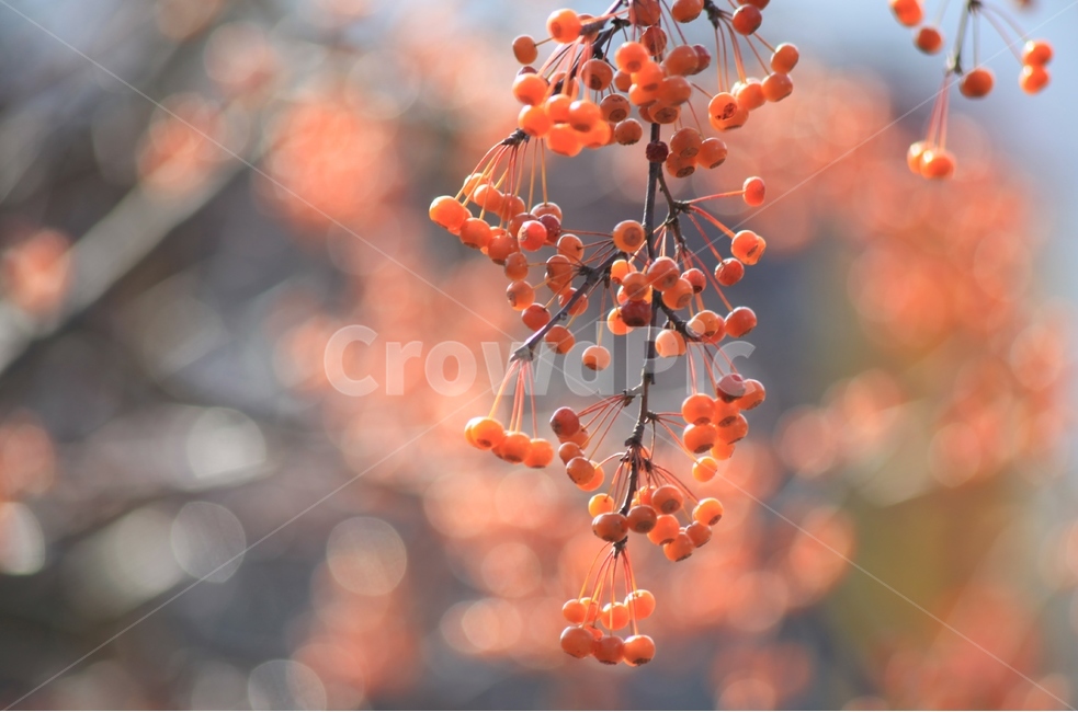 야광나무열매,열매,결실,가을,가을열매,식물,자연,plants,nature,과일,열매,fruit