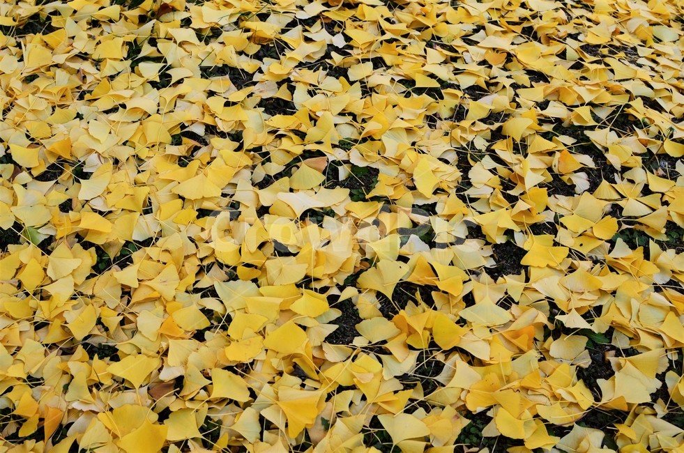 은행잎,낙엽,단풍,가을단풍,은행,자연,가을,가을,계절,fall,autumn,season,leaf,잎,plant,식물,ground,바닥