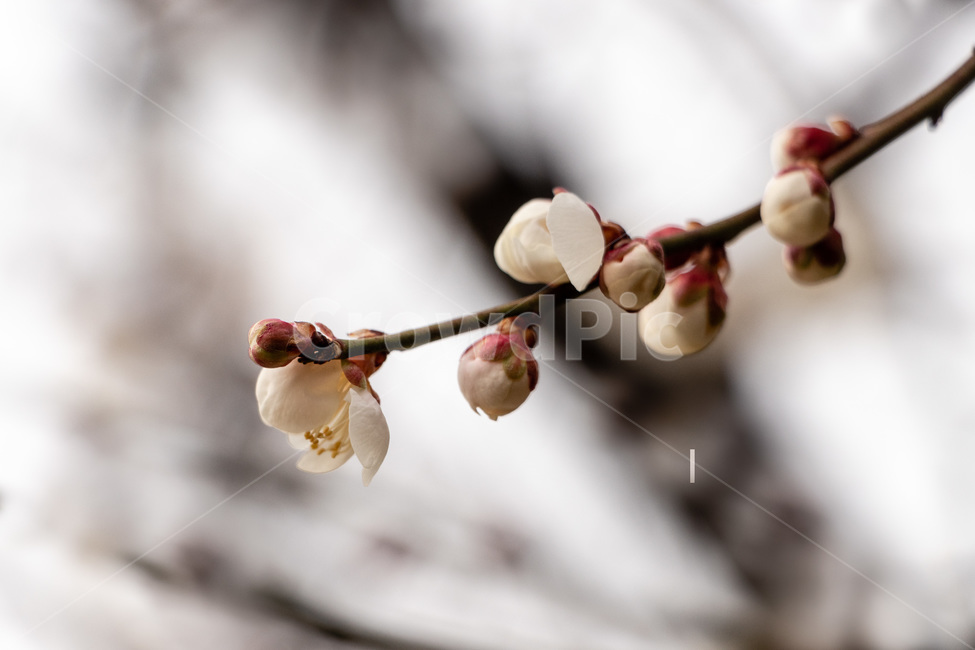 매화,매화꽃,매실꽃,백매화,흰매화,봄,계절,spring,season,식물,자연,plants,nature,꽃,flower,plant