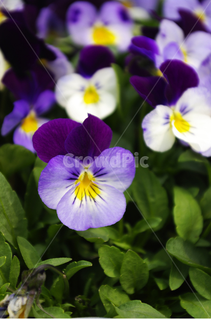 식물,plant,봄,spring,계절,꽃,flower,식물,자연,plants,nature,꽃,flower
