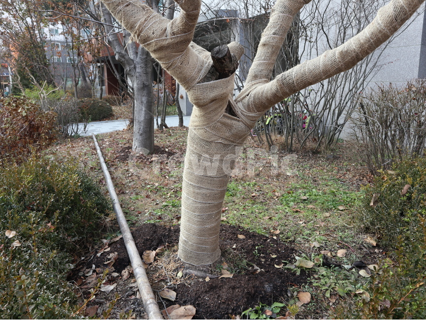 나무,겨울,나무줄기,tree,plant,식물
