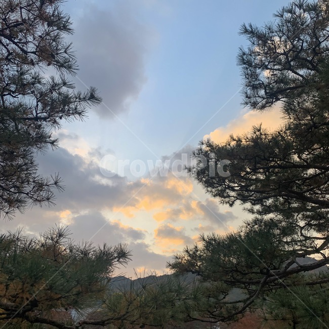 식물,tree,햇빛,구름,자연