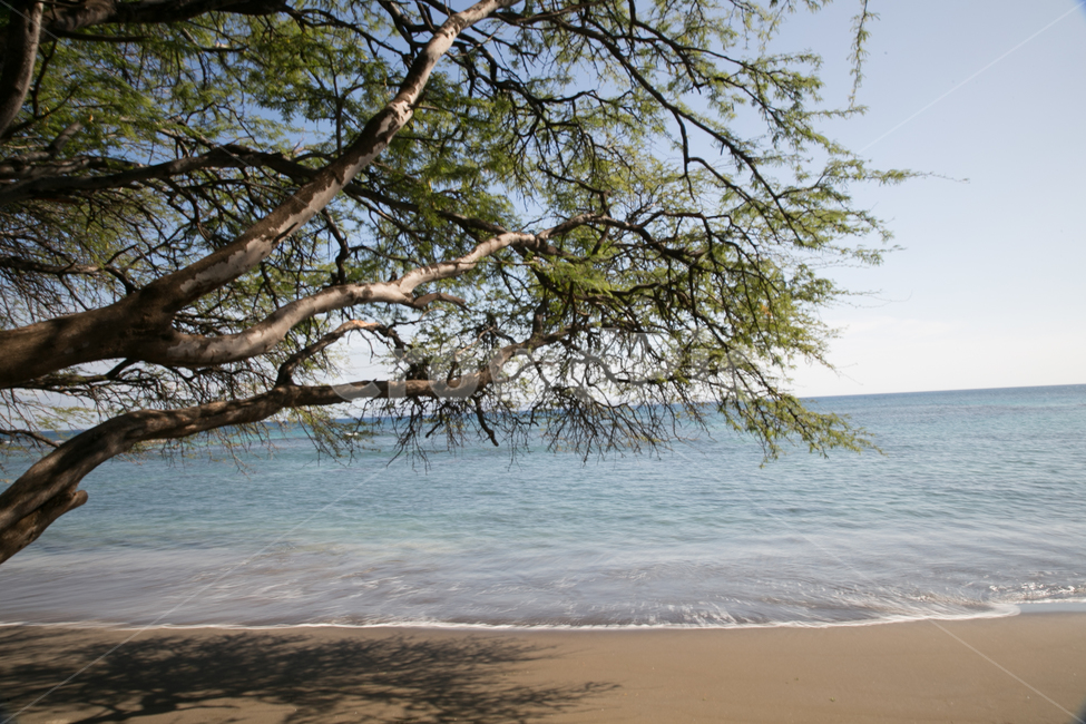 바다,해변,하와이,여행,바닷가,파도,자연,풍경,nature,landscape,해변,바다,beach,sea,식물,plants,나무,trees,wood,water,물,shoreline,해안선,outdoors,옥외,ocean,대양,coast,연안