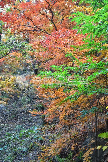 forest,Maple leaf,leaves,fallen leaves,Maple tree,sight,season,Maple,green,nature,autumn background,tree,autumn scenery,leaf,Red,outdoor,natural scenery,blue,outside,plant,autumn