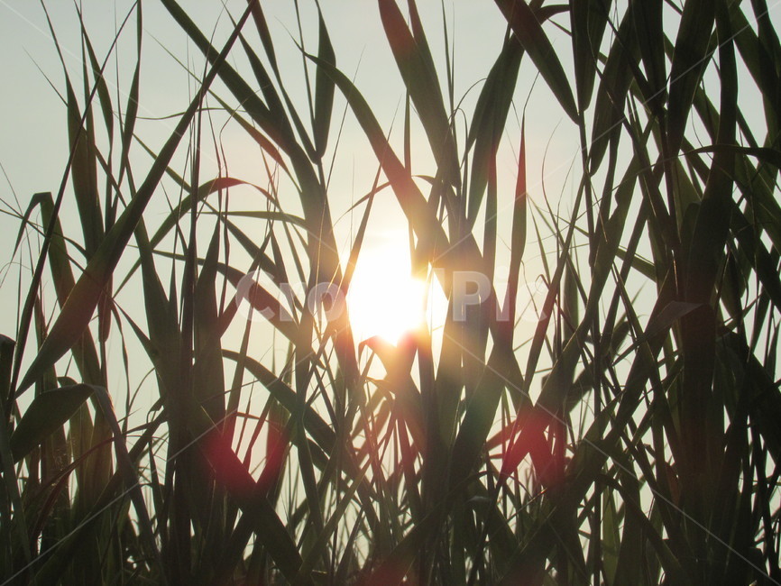 여명,산,초록,식물,천변,식물,자연,plants,nature