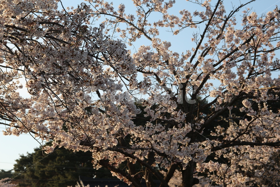 벚꽃,봄,꽃,나무,하늘,감성,치유,힐링,봄,계절,spring,season,식물,자연,plants,nature,꽃,flower,plant,blossom