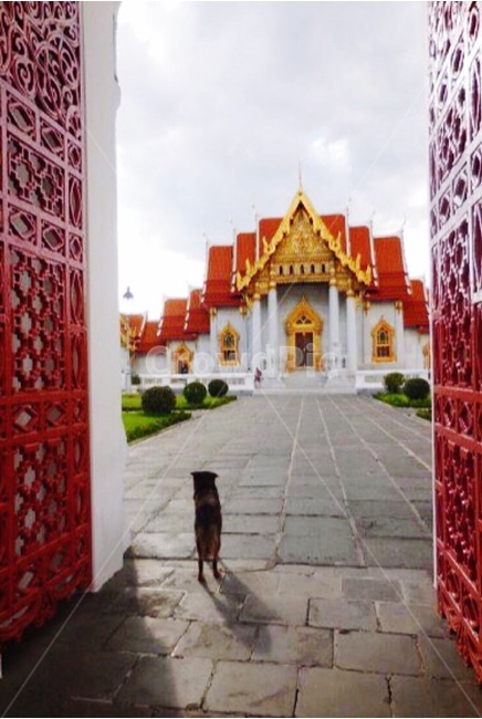 태국,방콕,절,왓벤차마보핏,강아지,빨간문,red,thailand,bangkok,temple,buddhism,불교,watbenchamabophit,dog,길,street,reddoor,랜드마크,landmark,tourist attraction,해외,외국,세계,foreign,oversea,world,세계랜드마크,해외랜드마크,외국랜드마크,world landmark,world tourist attraction,종교,신앙,religion,belief,faith,개,animal,동물,mammal,포유류,building,건물,architecture,건축물