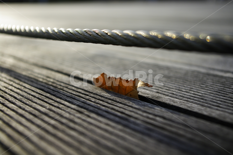 겨울,낙엽,원목,wood,줄,가을,계절,fall,autumn,season,leaf,잎,plant,식물