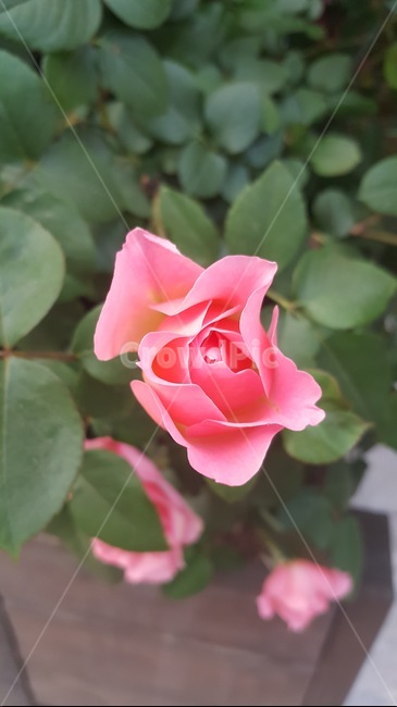 꽃,장미,이쁨,핑크,5월