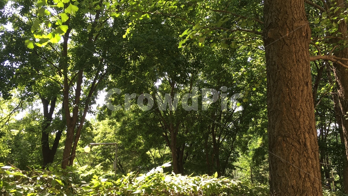 산책,나무,숲,tree,산책로,은행나무,walk,green