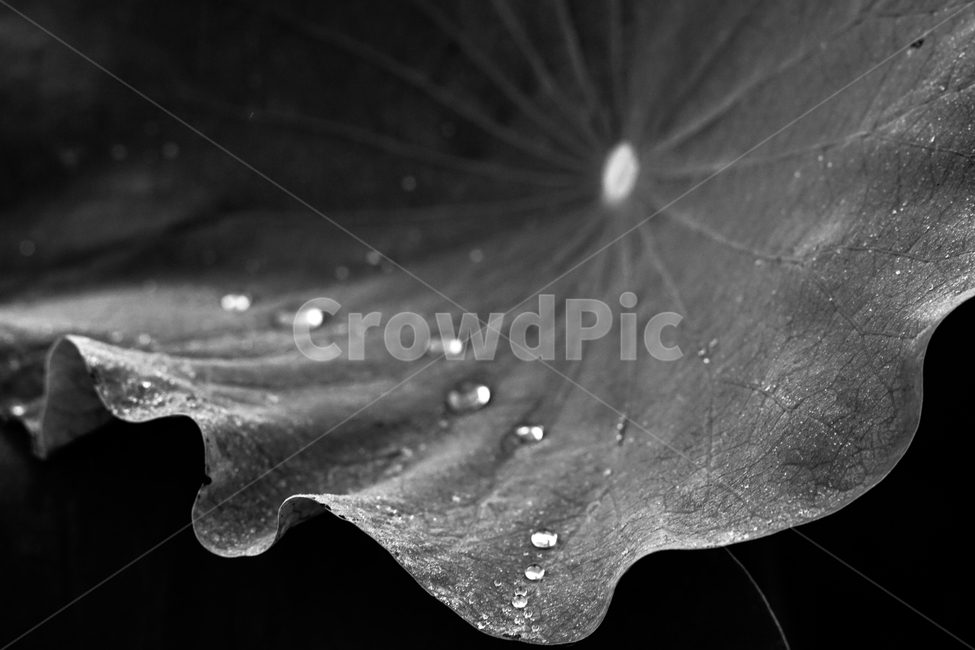 연,연잎,물방울,연밭,모노톤,식물,자연,plants,nature,흑백,모노톤,monochrome,black and white