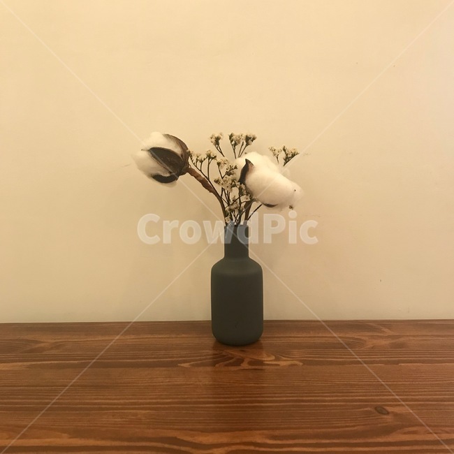 목화,카페,식물,장식물,화병,따뜻한,벽,감성,화분,꽃병,목화솜,꽃,cafe,plant,flower