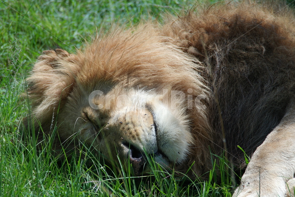 사자,잠자는사자,숫사자,낮잠자는사자,아프리카,동물,animal,포유류,mammal