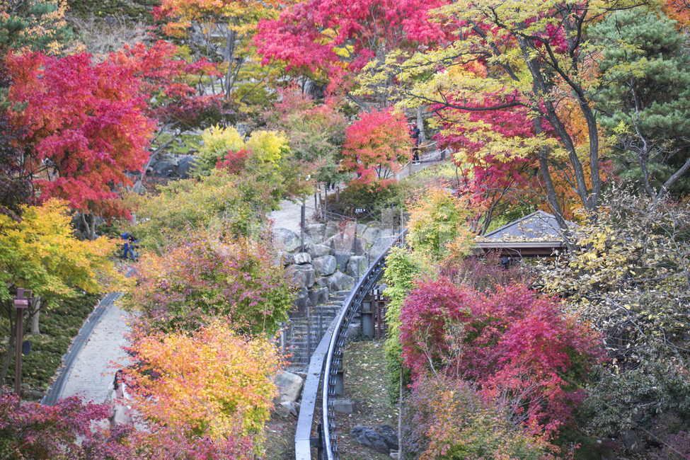 단풍,낙엽,가을,단풍잎,단풍놀이,단풍구경,단풍숲,화담숲,숲,풍경,자연,계절,알록달록,가을,계절,fall,autumn,season,자연,풍경,nature,landscape