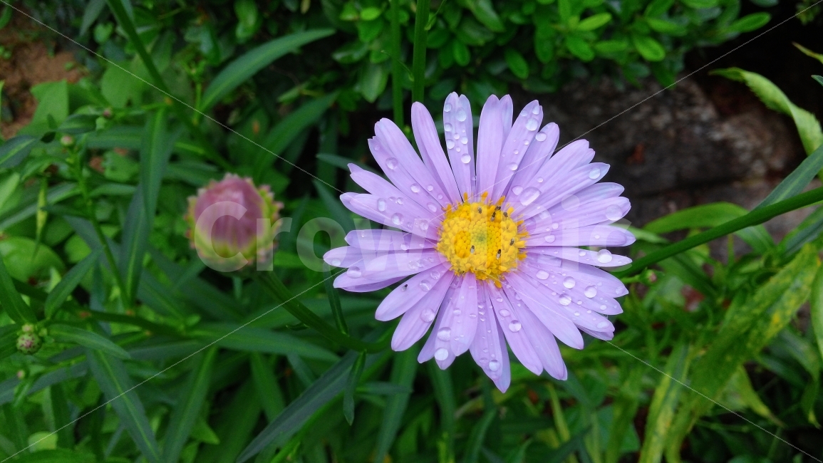 꽃,국화,이슬,자연,화단,식물,자연,plants,nature,꽃,flower