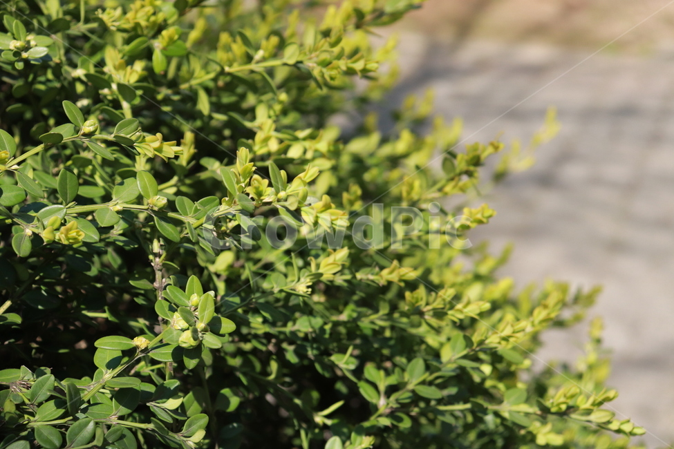 꽃,잎,나무,자연,나뭇잎,식물,자연,plants,nature