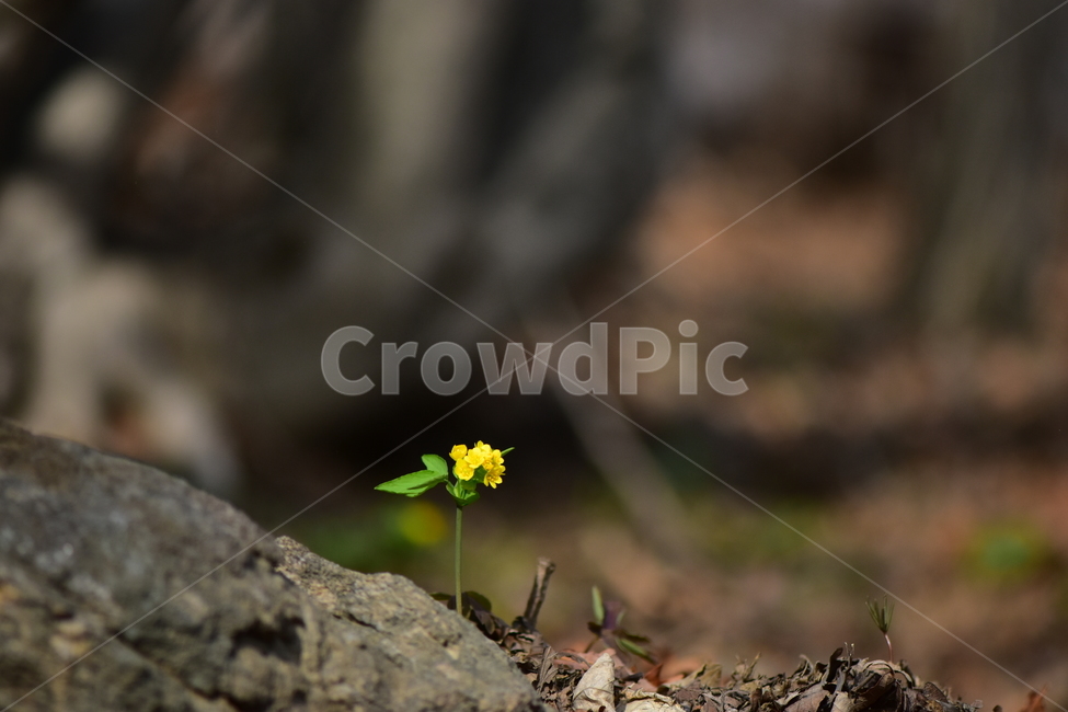 한계령풀,야생화,봄,꽃,풀꽃,자연,식물,식생,plants,nature,spring,season,flower