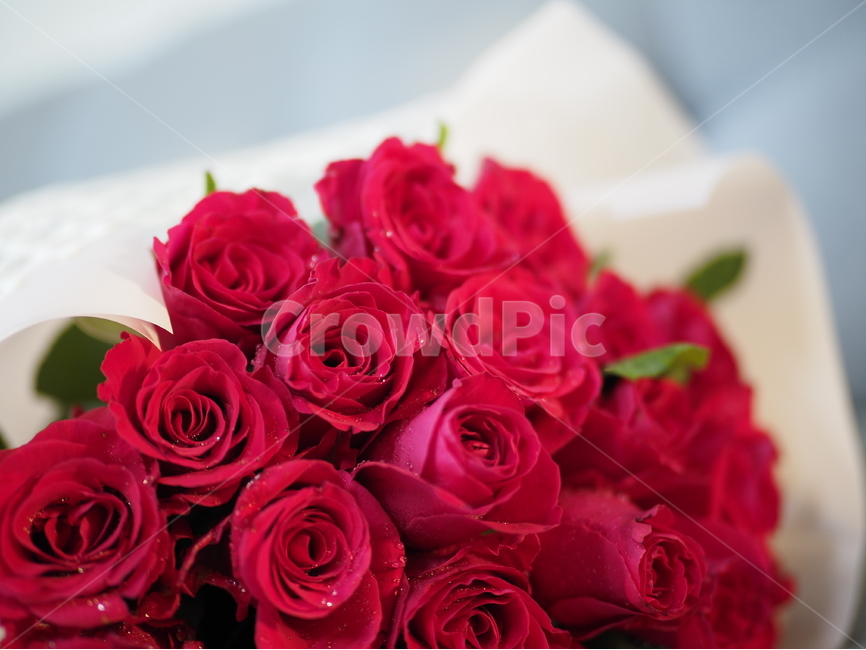 장미,빨간장미,선물,red,rose,식물,꽃,flower,redrose,gift,present,plant,plants,꽃다발,장미다발,장미꽃다발,bouquet,anniversary,기념일,붉은장미,빨강,레드,빨간색,부케,꽃,flower,기념일,축하,anniversary,congratulation,celebrate,celebration
