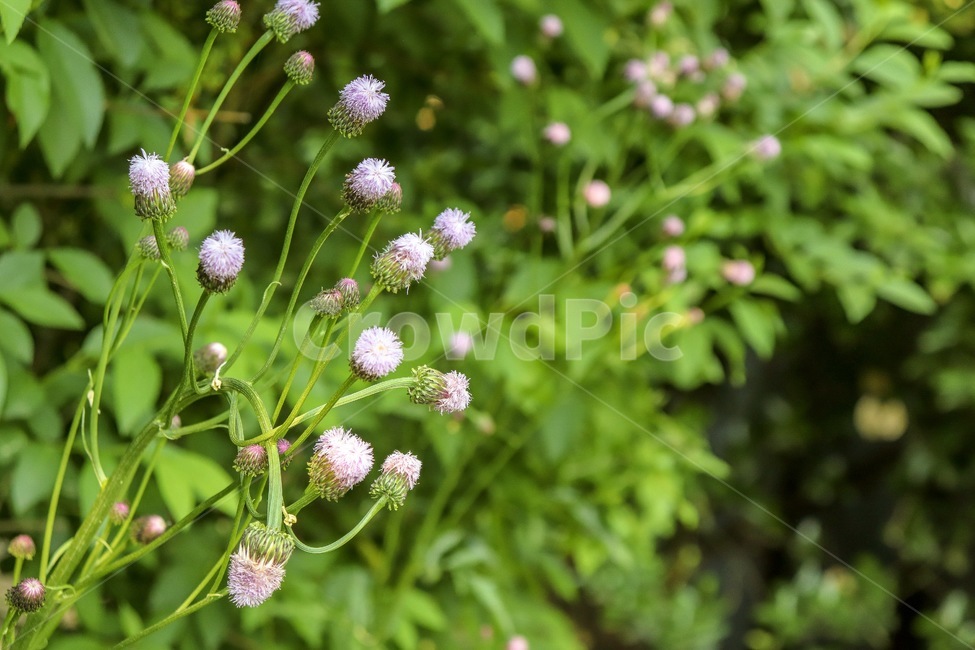 엉겅퀴,야생화,꽃,식물,자연,flower,wildflower,nature,식물,자연,plants,nature,꽃,flower