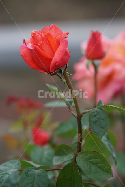 장미,꽃,rose,식물,자연,붉은장미,정열,5월,그린,flower,장미꽃,nature,식물,자연,plants,nature,꽃,flower
