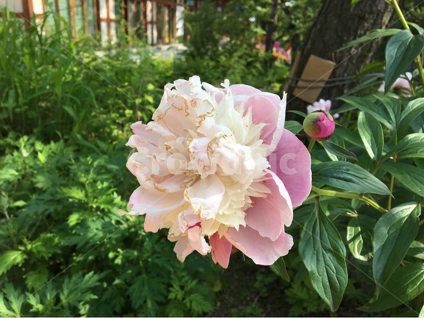 꽃,수국화,수국,야생화,산속,봄꽃,분홍꽃,식물,자연,plants,nature,꽃,flower