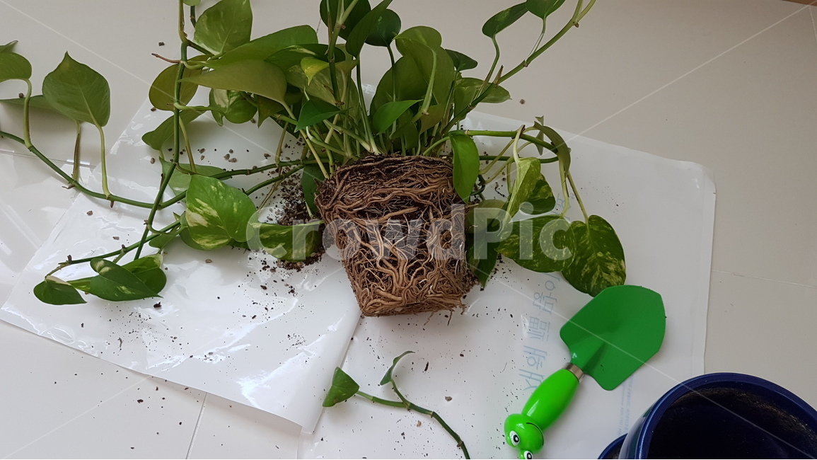 화분,분갈이,뿌리,스킨답서스,봄,화훼,식물,repotting,moneyplant,epipremnum,aureum,root,pot,trowel,shovel,모종삽,실내용화초,화분,화초,house plant