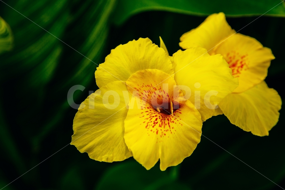 꽃,정원,자연,화분,꽃집,플로랄,향기,데코,식물,자연,plants,nature,꽃,flower