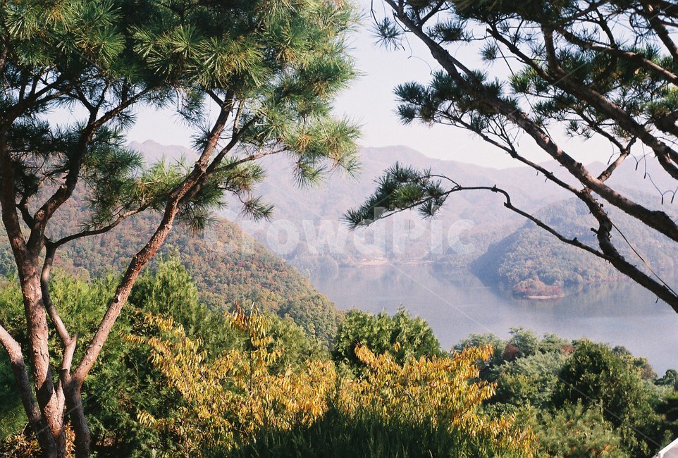 충주호,안개,물안개,호수,나무,풍경,식물,자연,풍경,nature,landscape,tree,plant,outdoors,옥외