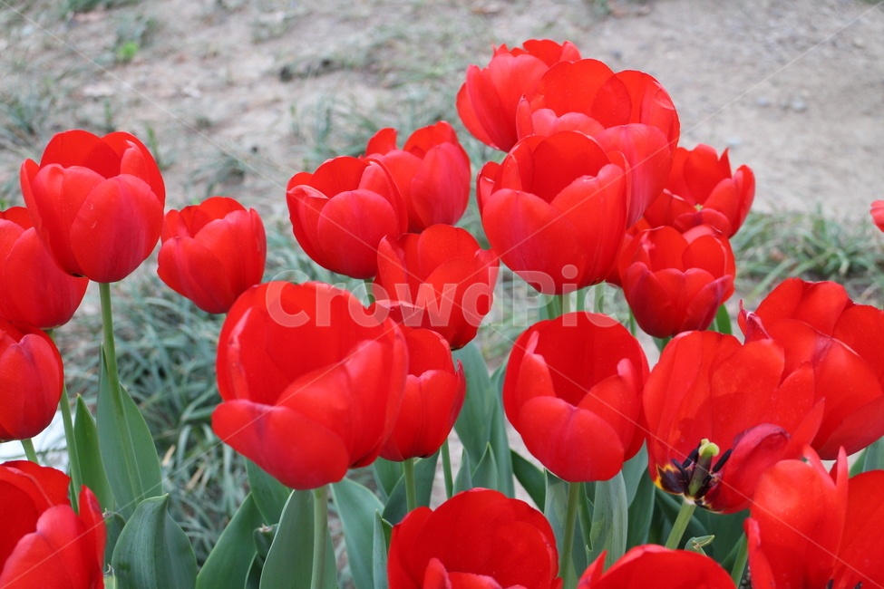 꽃,빨강,튤립,빨간튤립,봄,flower,red,tulip,redtulip,spring,자연,식물,자연,plants,nature,꽃,flower