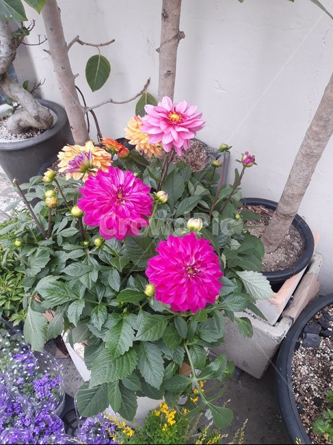 식물,plant,꽃,flower,플렌테리어,식물,자연,plants,nature,꽃,flower