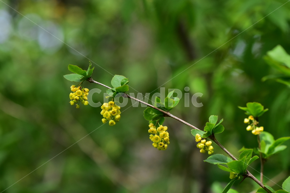 매발톱나무,야생화,꽃,식물,자연,생태,플라워,wildflower,flower,plants,nature,season,감성,느낌,emotion,feeling,나무,tree