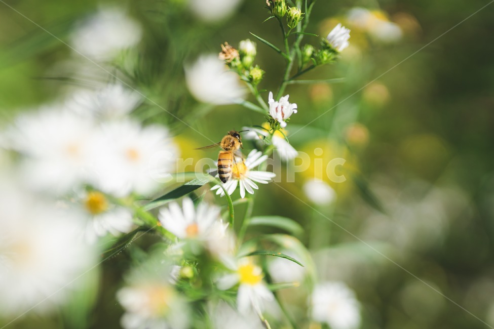 animal,동물,invertebrate,bee,벌,insect,곤충,apidae,honeybee,꿀벌,양서류,접사,plant,식물,들꽃,macro,아웃포커싱,식물,자연,plants,nature,꽃,flower