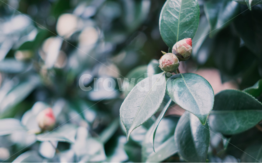 plant,식물,봉우리,봄,꽃,식물,자연,plants,nature
