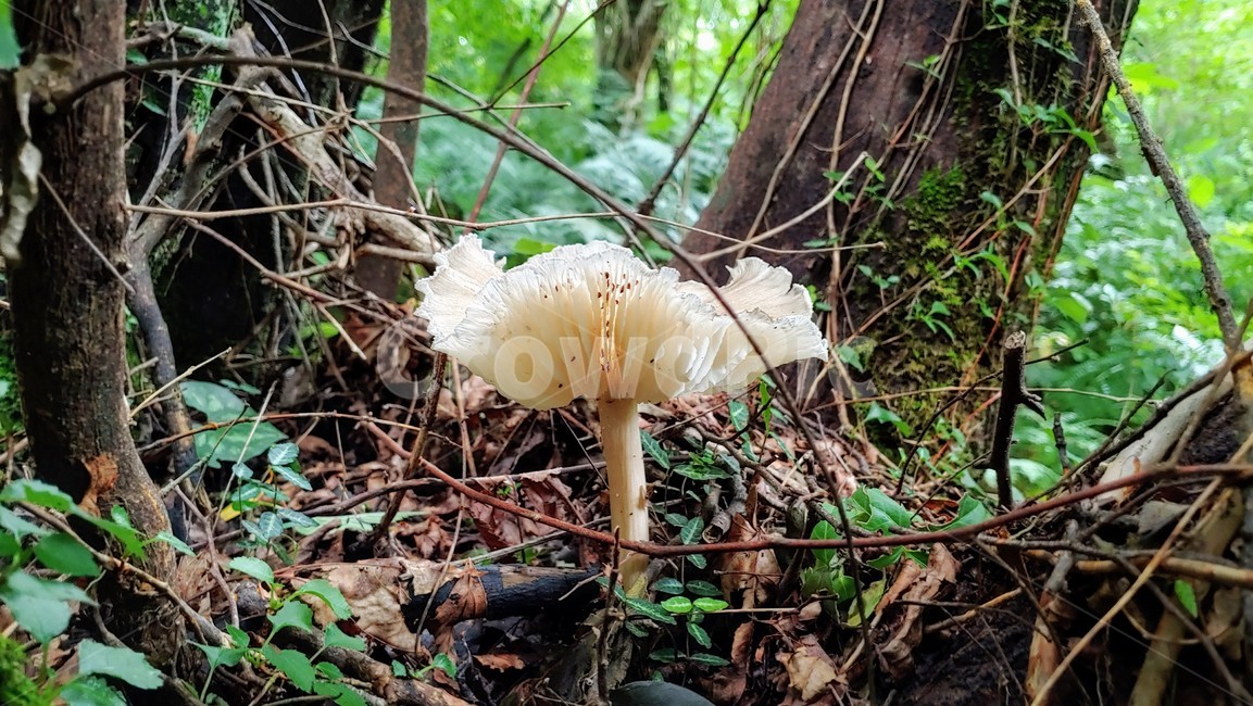 버섯,mushroom,afieldmushroom,제주숲,자연,nature,forest,phosphorusplant,버섯,mushroom