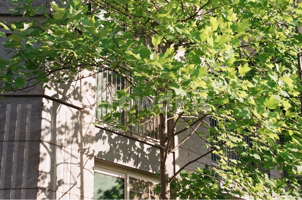 햇빛,식물,아파트,건물,그림자,창가,풍경,오후,landscape,afternoon,apartment,building,sunlight,shadow,도시,풍경,city,landscape