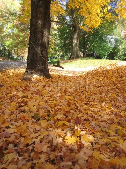 길,나무,가을,마무리,돌아감,자연,풍경,nature,landscape,가을,계절,fall,autumn,season,plant,식물,leaf,잎,tree,tree trunk,나무 줄기