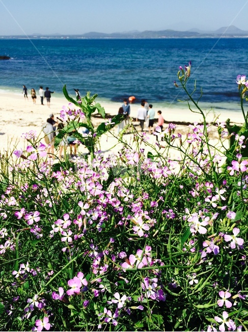 꽃,식물,자연,flower,nature,분홍색,분홍,pink,흰색,white,바다,sea,들꽃,식물,자연,plants,nature,꽃,flower